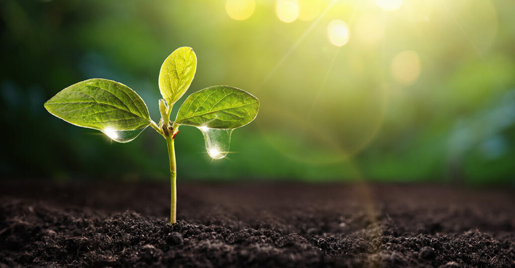 Eine junge grüne Pflanze mit zwei Blättern wächst aus dunkler Erde. Helles Sonnenlicht lässt die Blätter erstrahlen und schafft eine lebendige, frische Atmosphäre. Wassertropfen haften an den Blättern und erinnern an Morgentau. Der Hintergrund ist in einem weichen, verschwommenen Grün gehalten.